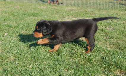 Tassu ylh��ll�