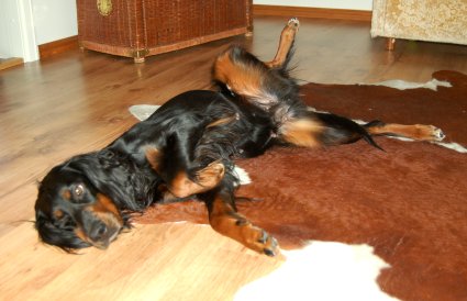 Tatti r�hn�tt��