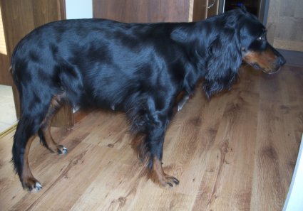 Tatti isolla mahalla