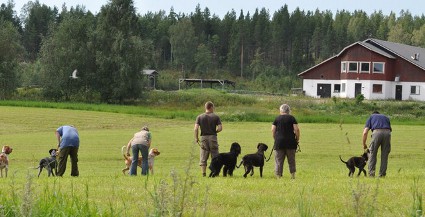 Koulutusta