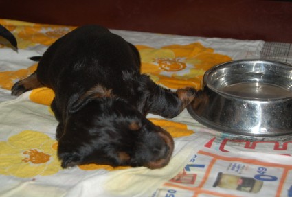 Uni yll�tti