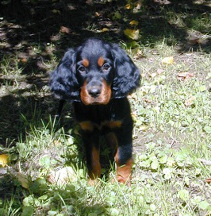 Tiia