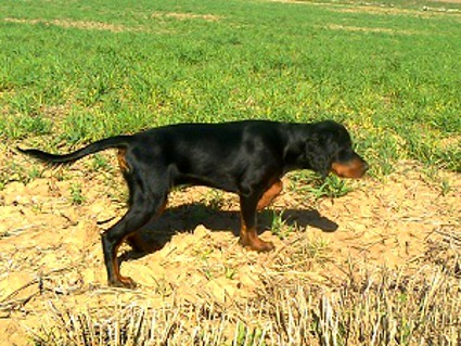 Tiia seisonnassa