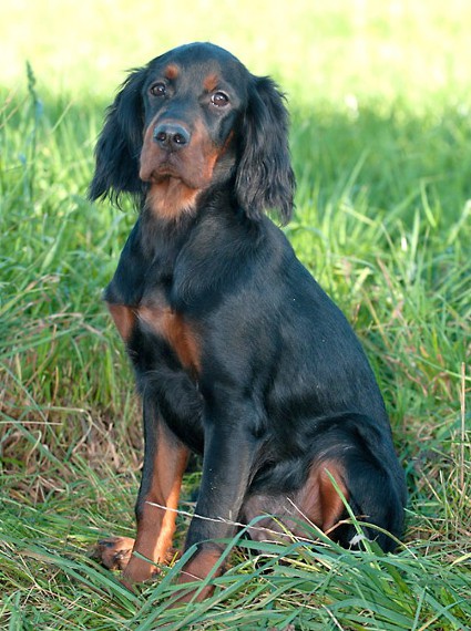 Tiia