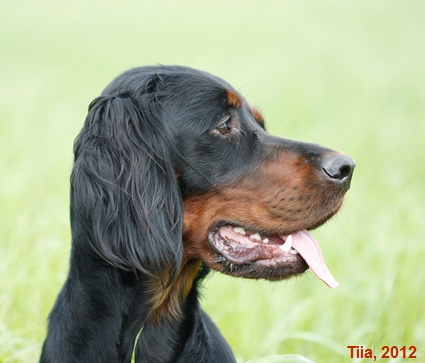 Tiia