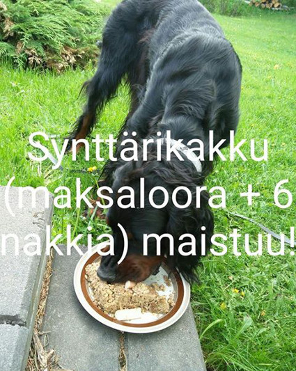 Freddyn syntt�rikakku