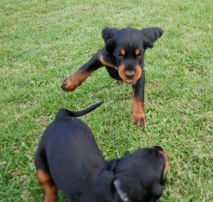 Fight!