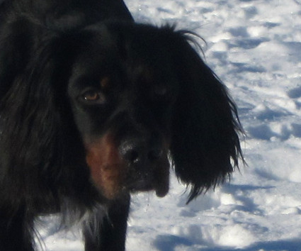 Usko