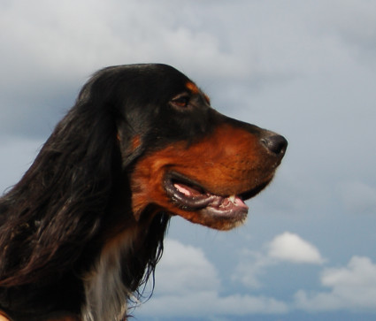 Viggo