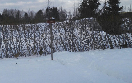 Harjoitusvastustajat