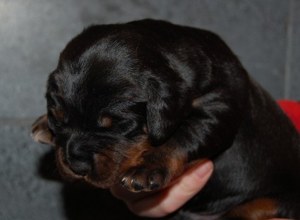 Poseerauksia