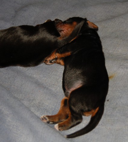 Maha r�tk�tt��