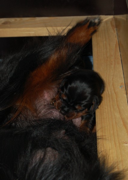 Tatti sel�ll��n