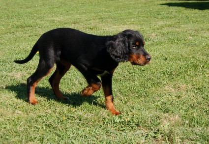 Vattu