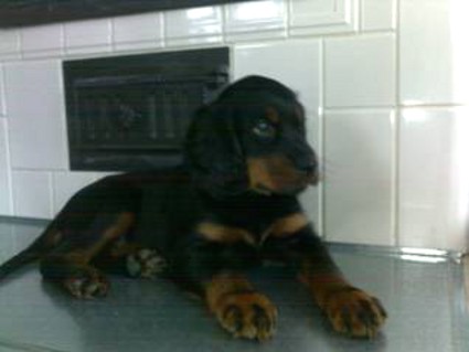 Vito