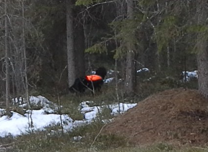 Vihtori teerill�