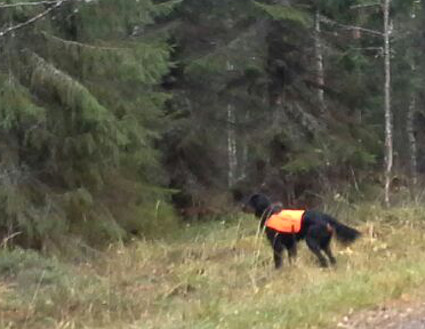 Piikkausta