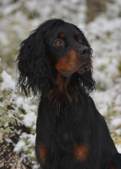 Vito