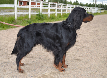 Vito