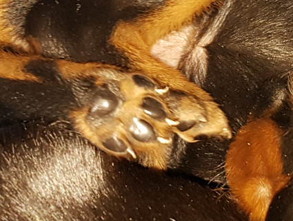 Tassu