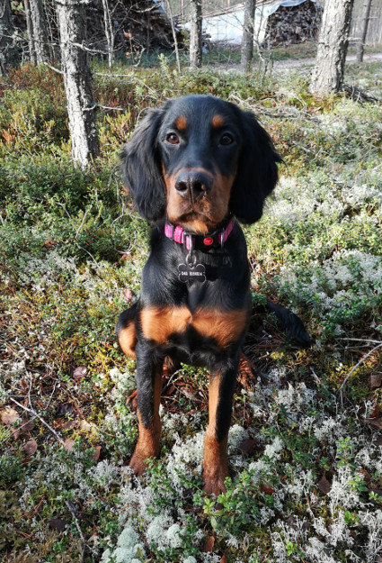 Wilma