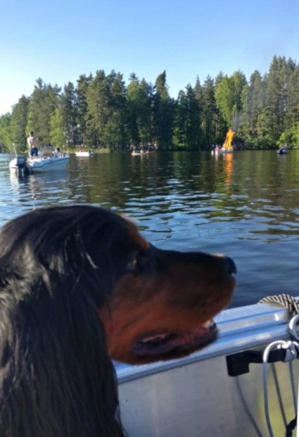 Hertta juhannuksena