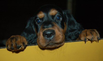 Prinsessa