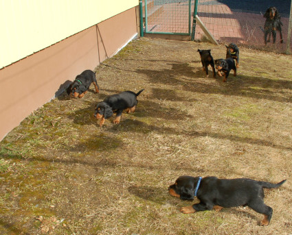 Lintua piikkaamassa