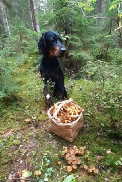 Kanttarelleja