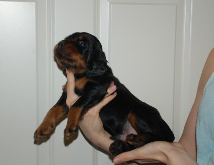 N�tti pentu