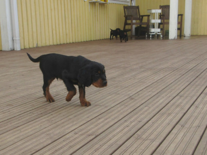 Houdini