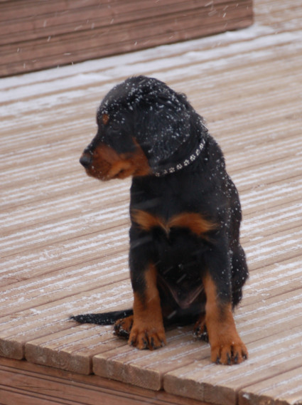 Topi
