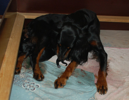 Noora siivoaa