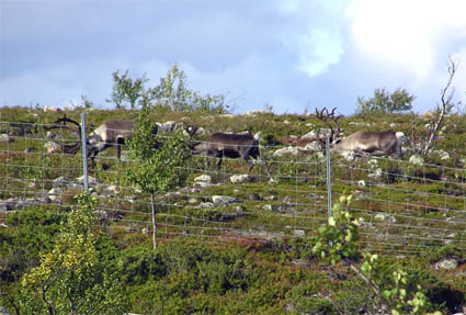 Porot
