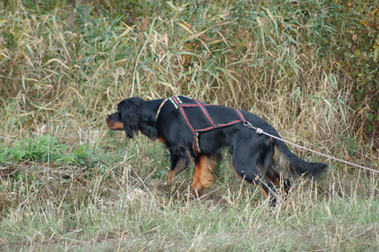 Nalli seisoo