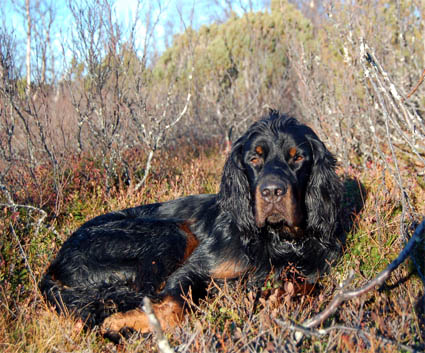 V�synyt mets�st�j�