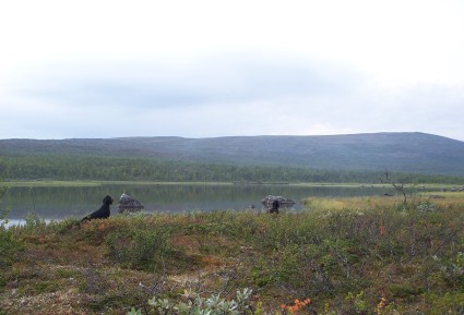 Tarkkailijat