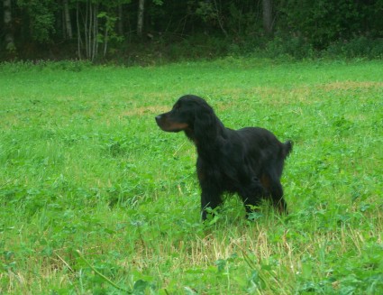 Mimmi