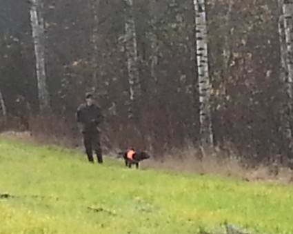 Taiska piikkaa