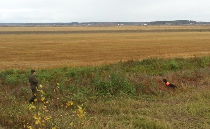 Seita ja Kauko
