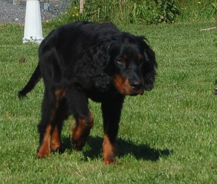 Vito
