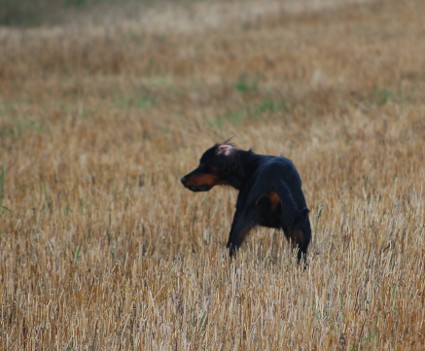 Vattu seisoo fasua