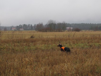 Vattu pyill�