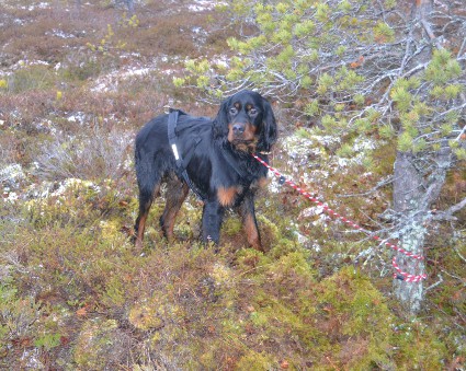 Vihtori