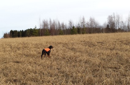 Vattu peltopyill�