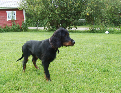 Koda