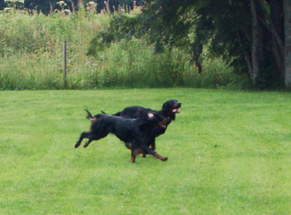 Vattu ja Lola