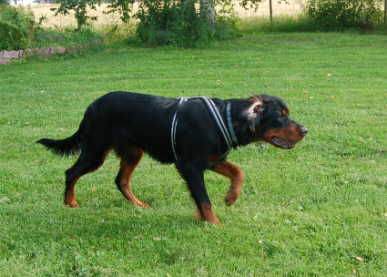 Hönö