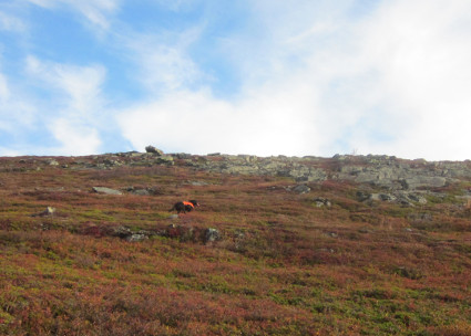 Tunturihakua