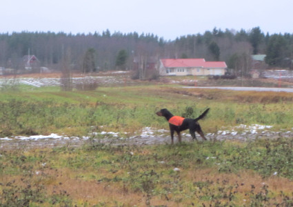 Sunnuntaina